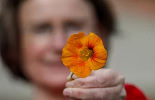Kapuzinerkresse ist eine vitaminreiche Blüte in unseren Gärten.
