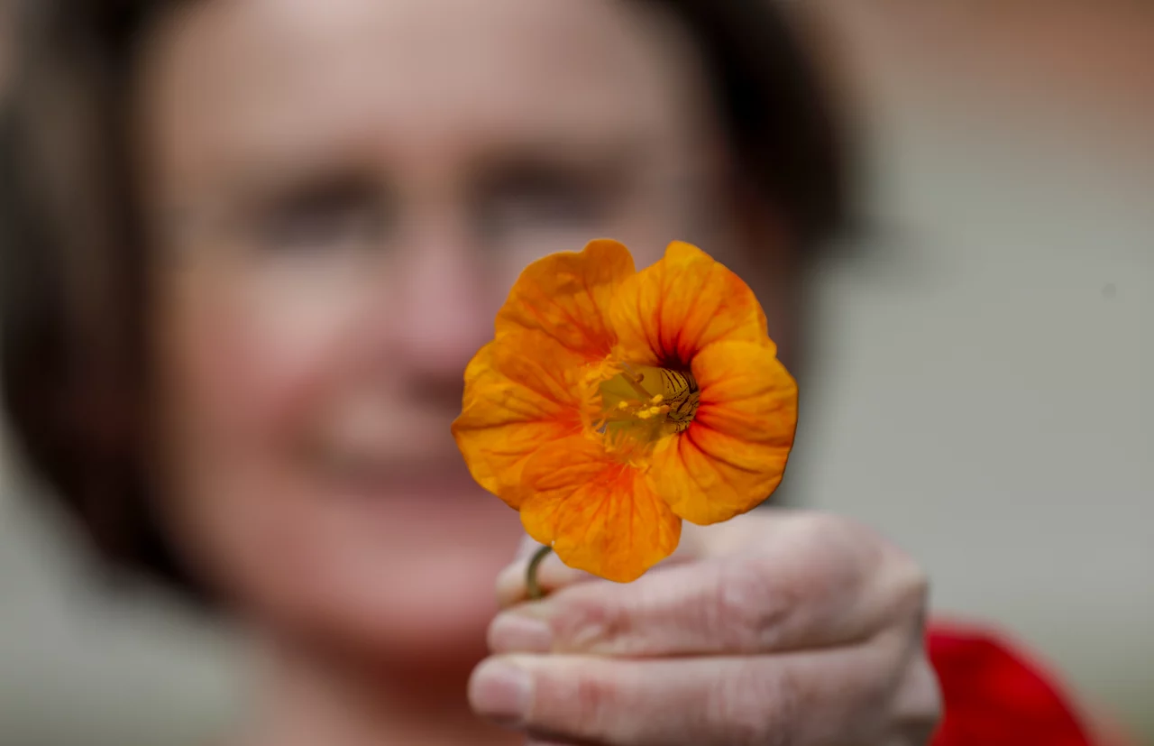 Kapuzinerkresse ist eine vitaminreiche Blüte in unseren Gärten.