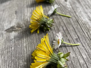 Löwenzahn und Gänseblümchen werden für die Wilde Küche gesammelt.