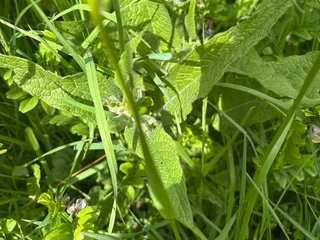Beinwell Symphytum officinales ist eine schmackhafte Wildpflanze.